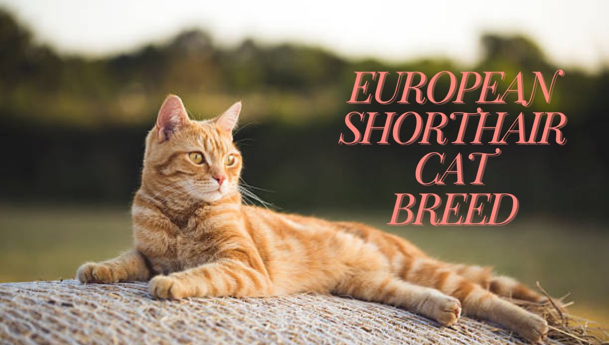 European Shorthair Cat Breed