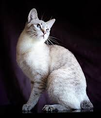 Mekong Bobtail Cat