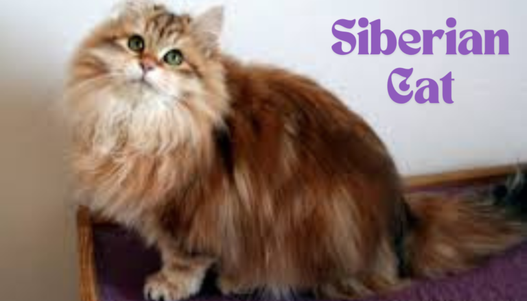 Siberian Cat