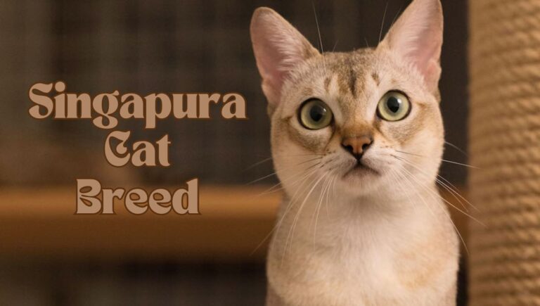 Singapura Cat Breed