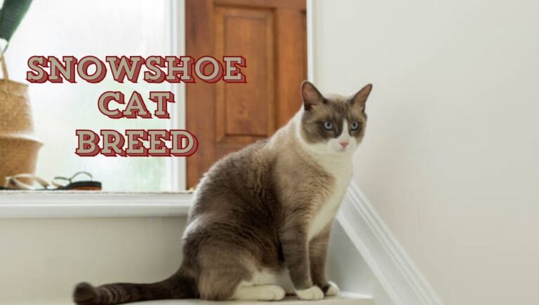 Snowshoe Cat Breed