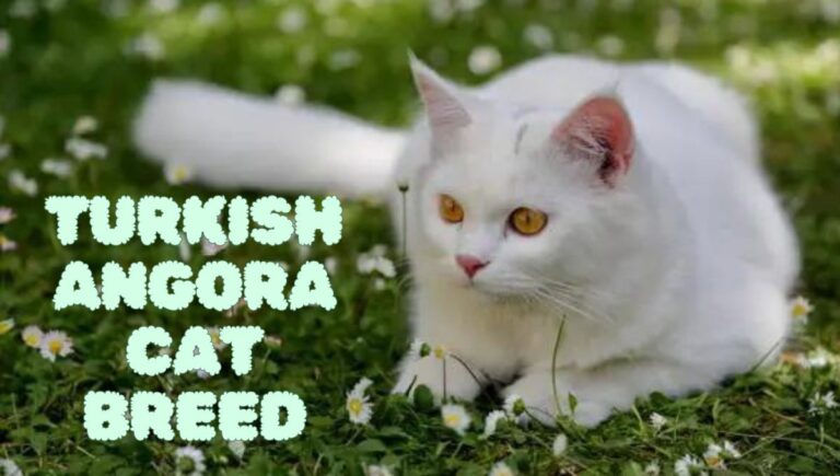 Turkish Angora Cat Breed