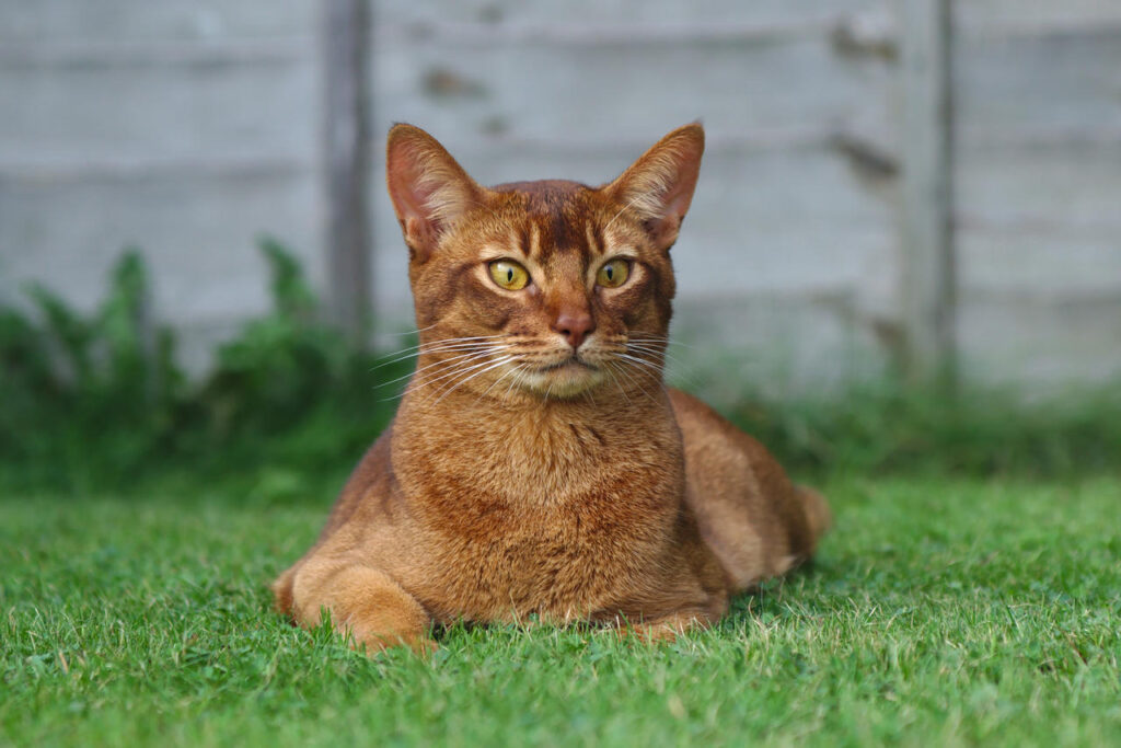 Abyssinian Cat