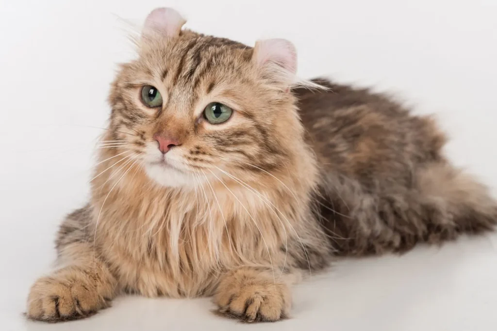 American Curl Cat Breed