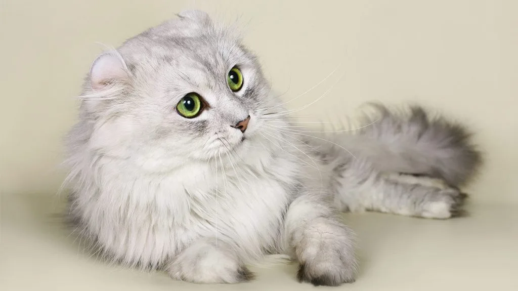 American Curl Cat Breed