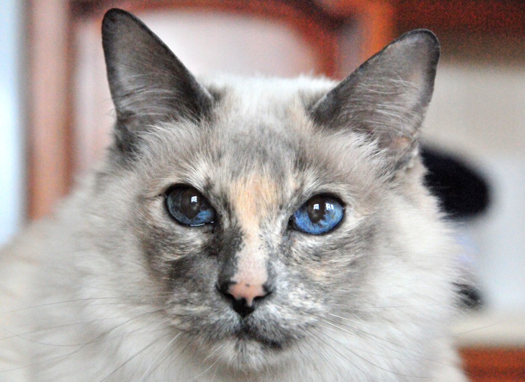 Balinese Cat