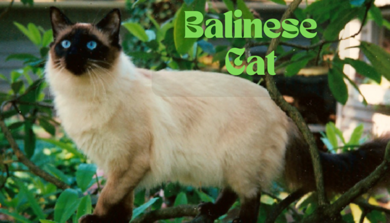 Balinese Cat