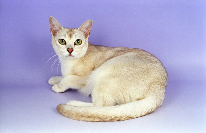 Burmilla Cat Breed