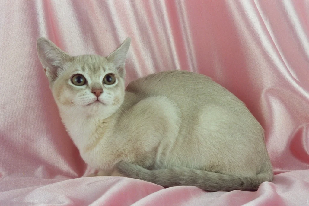 Burmilla Cat Breed