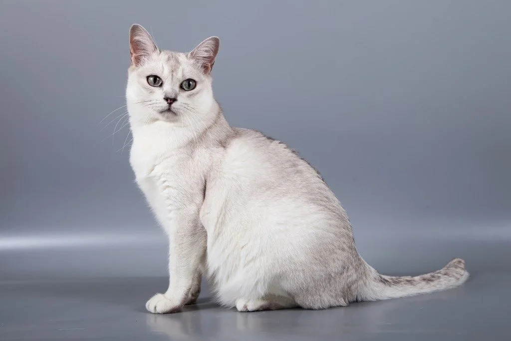 Burmilla Cat Breed