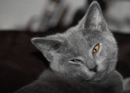 Chartreux Cat