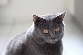 Chartreux Cat