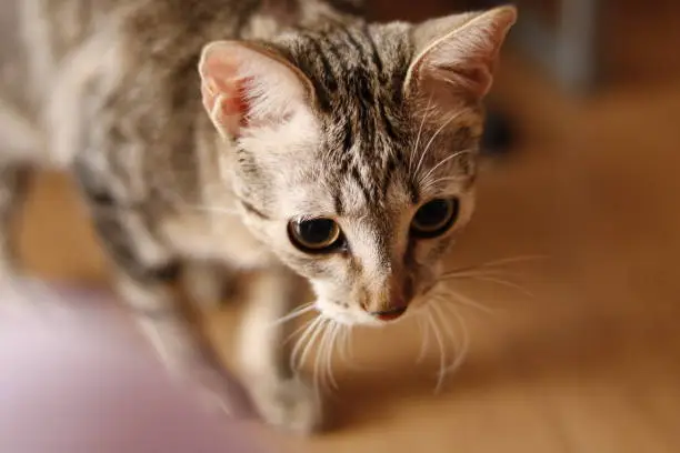 Arabian Mau Cat Breed