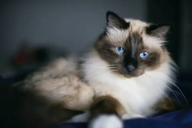 Birman Cat Breed