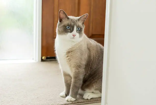 Snowshoe Cat Breed