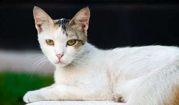 Arabian Mau Cat Breed