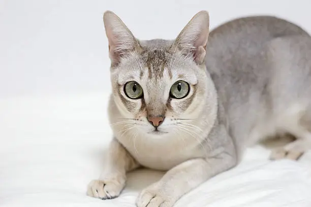 Singapura Cat Breed