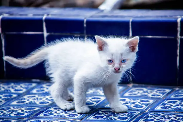 Snowshoe Cat Breed