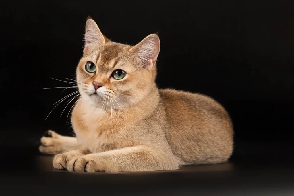 Burmilla Cat Breed