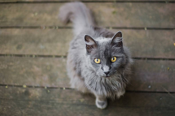 Australian Mist Cat