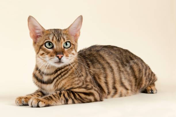 Toyger Cat Breed