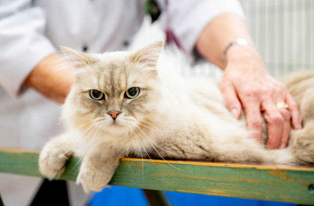 Origin and History of the Ragamuffin Cat Breed