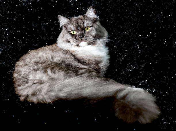 Temperament and Personality of the Ragamuffin Cat Breed