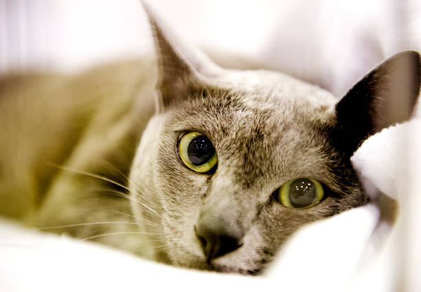 Korat Cat Breed