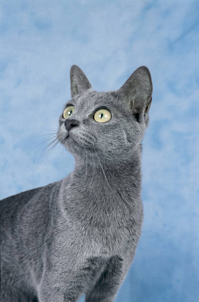 Origin and History of the Korat Cat Breed