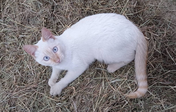 Origin and History of the Khao Manee Cat Breed