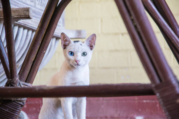 Temperament and Personality of the Khao Manee Cat Breed