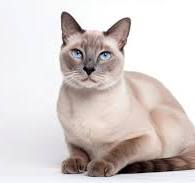 Thai Lilac Cat Breed