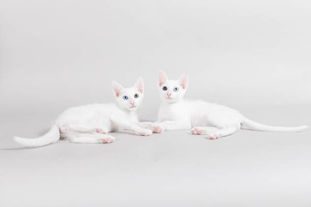 Adoption and Breeder Considerations for the Khao Manee Cat Breed