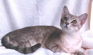 Australian Mist cat Breed