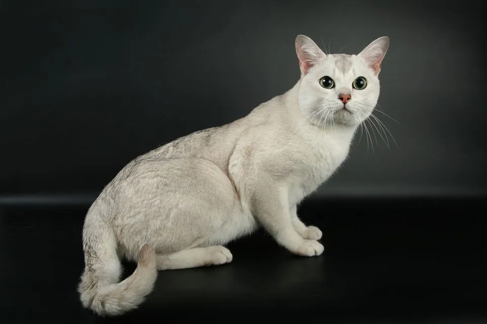 Burmilla Cat Breed