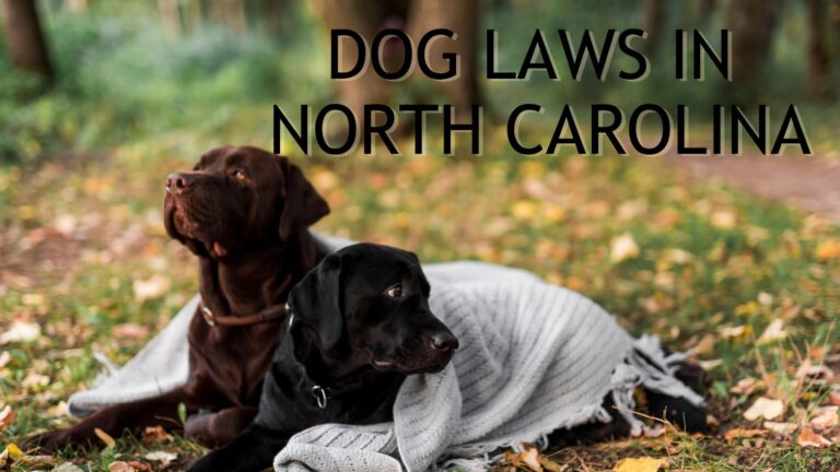 Dog Laws in North Carolina