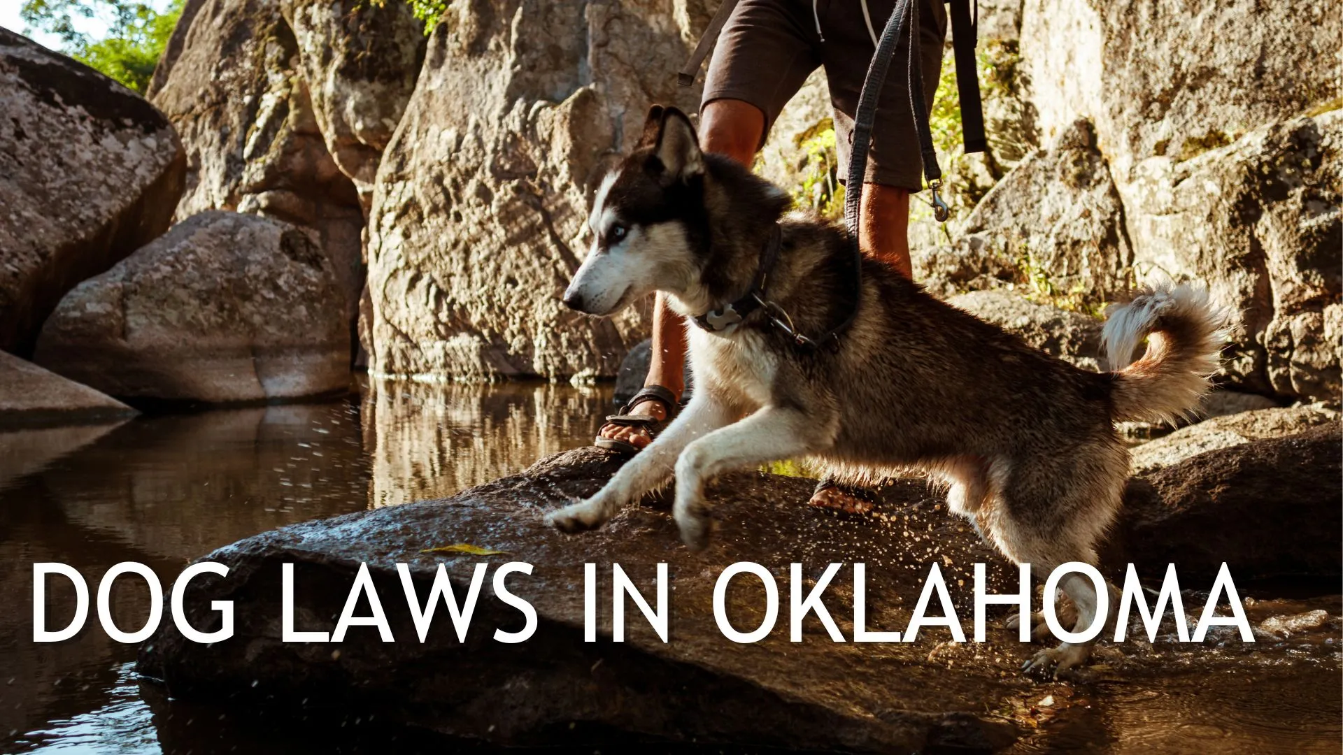 Dog Laws in Oklahoma