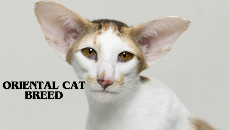 Oriental Cat Breed