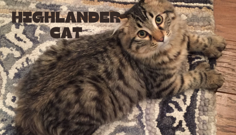 Highlander Cat breed