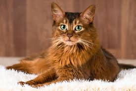 Somali Cat