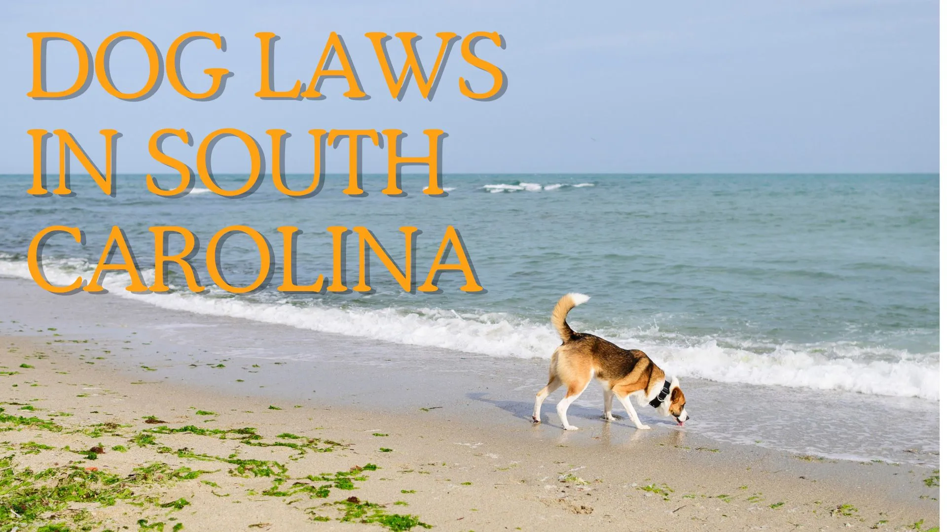 Dog Laws in South Carolina