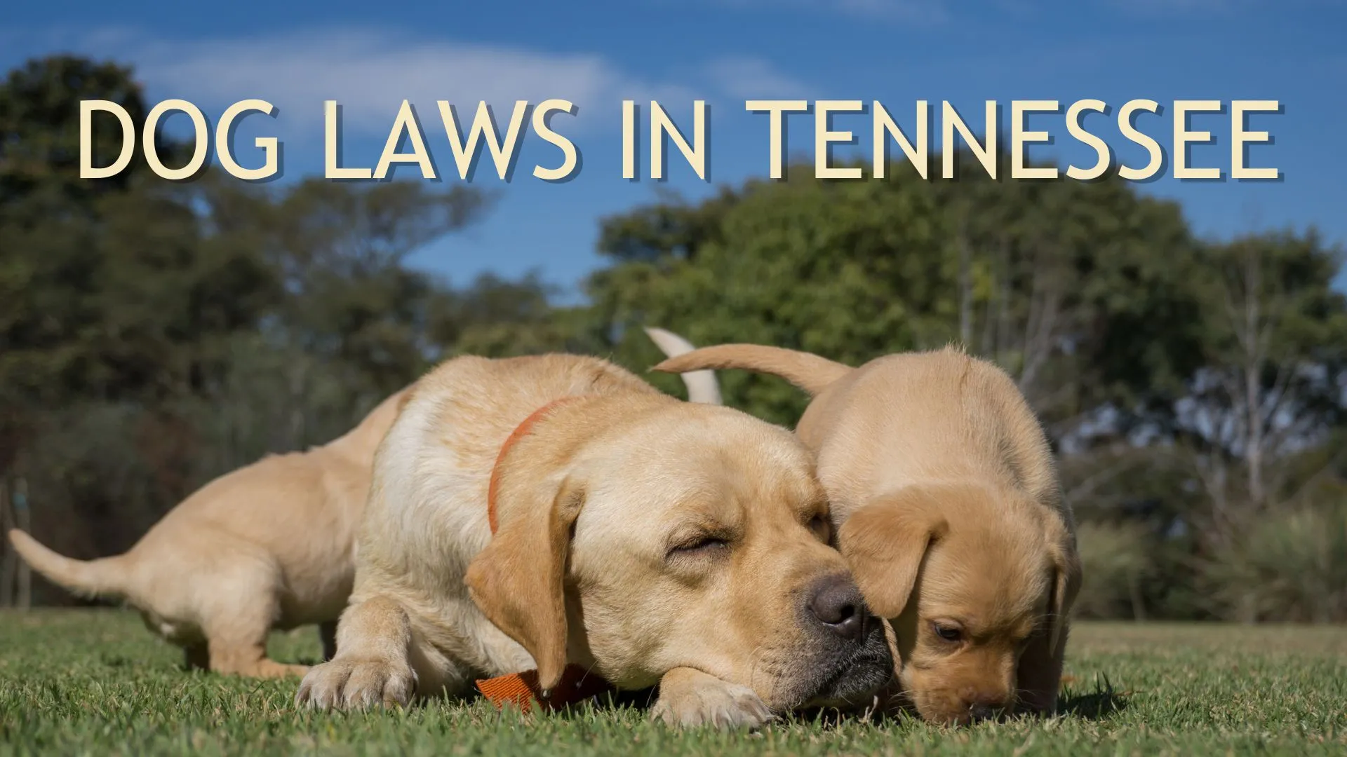 Dog Laws in Tennessee