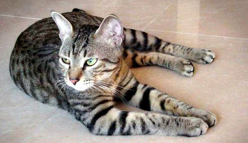 Chinese Li Cat Breed