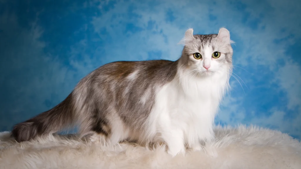 American Curl Cat Breed