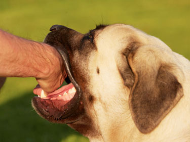 Dog bite lawyers in South Lake Tahoe