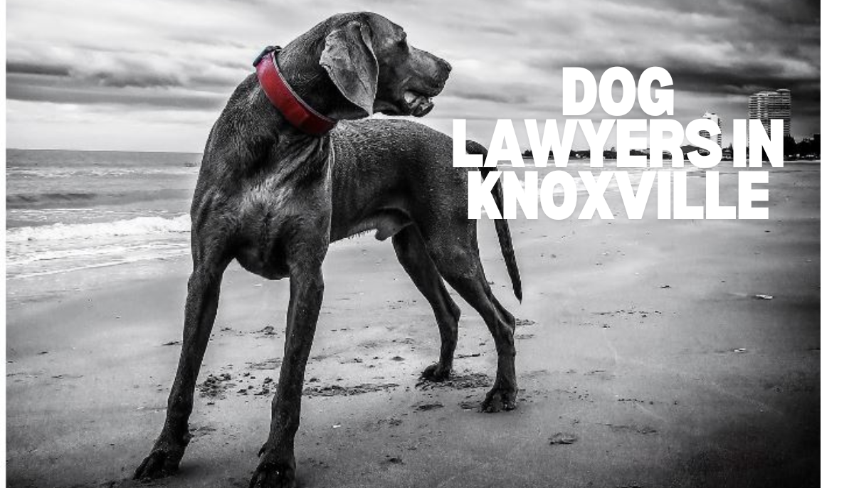 Dog Lawyers in Knoxville