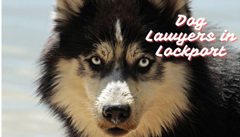 Dog Lawyers in Lockport