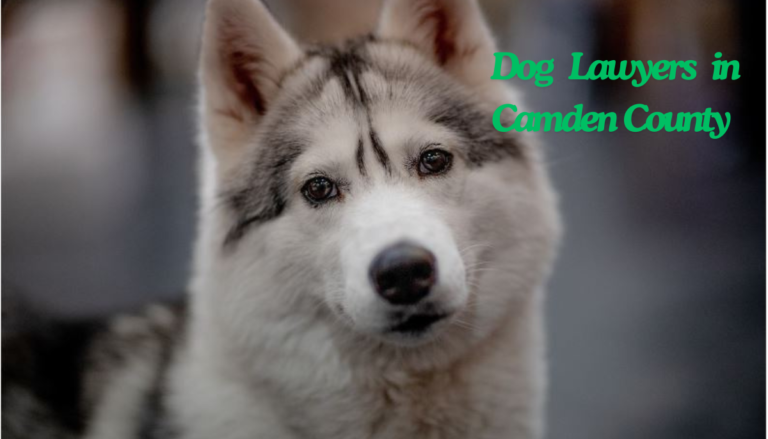 Dog Lawyers in Camden County