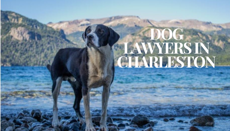 Dog Lawyers in Charleston