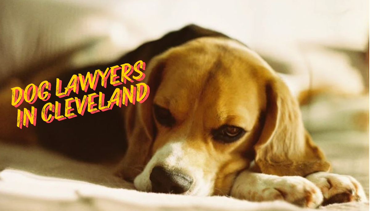 Dog Lawyers in Cleveland